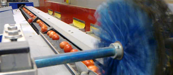 Calibrador de Tomate